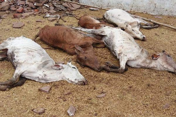 ગુજરાતમાં ગૌચર જમીનમાં ફેલાયેલા ગાંડા બાવળથી ગાયો મૃત્યુ પામે છે