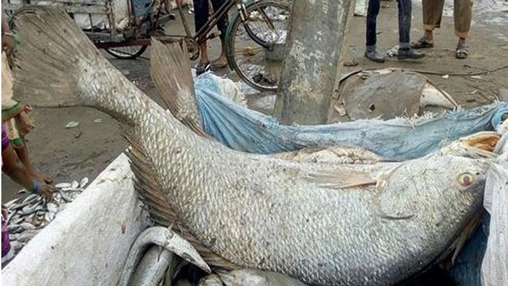 மீனவருக்கு அடித்த ஜாக்பாட் - ஒரே மீன் 5.5 லட்சத்திற்கு ஏலம்