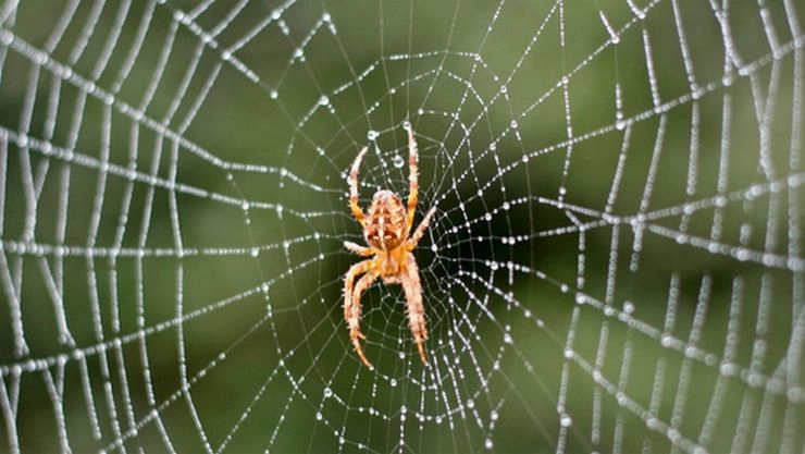 वास्तु : घर में मकड़ी के जाले करते हैं जीवन का बड़ा नुकसान - Spider webs or cobwebs at home