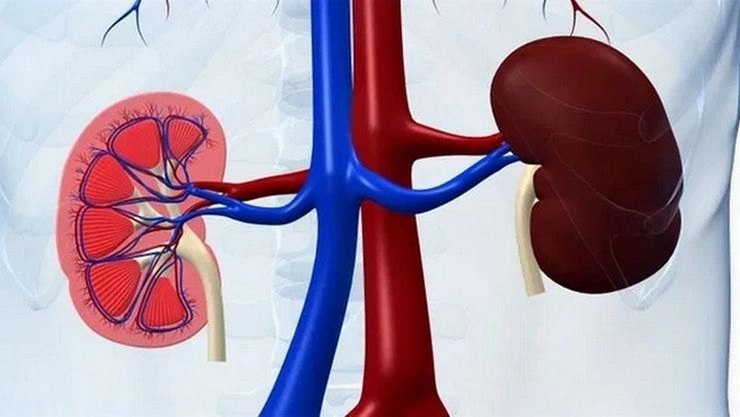 kidney 