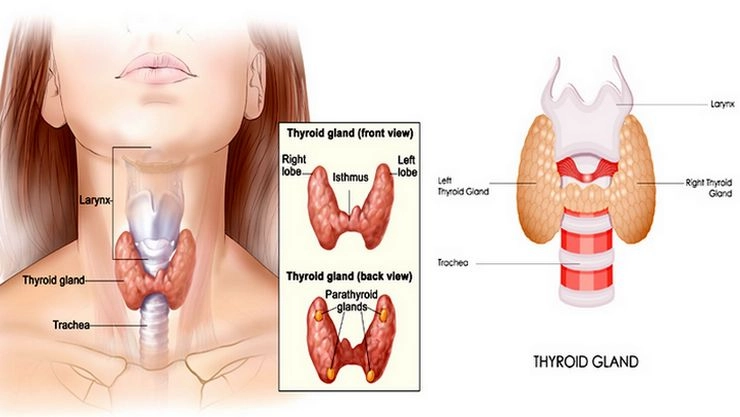 thyroid 1