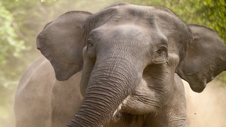 World Elephant Day 2022 जागतिक हत्ती दिन का साजरा केला जातो? कारण खूप मनोरंजक आहे