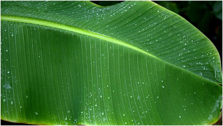 panana leaf