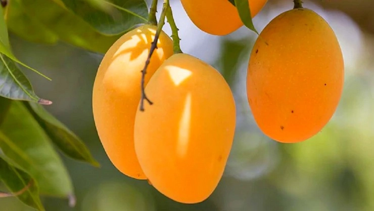 mango-Fruits
