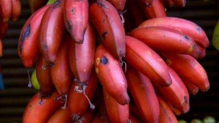 Red Banana Benefits एनर्जी ते इम्यूनिटी वाढवण्यापर्यंत, लाल केळी खाण्याचे निश्चित फायदे आहेत