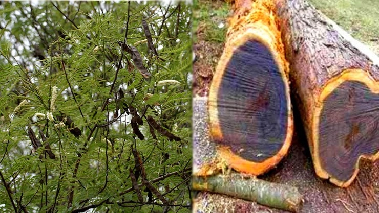 Karungali tree