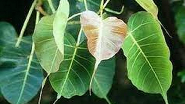 விநாயகரின் அருளை பெற உதவும் 21 வகையான இலைகள் என்ன தெரியுமா...?