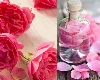 Rose water केसांसाठी उत्तम आहे गुलाबपाणी, वापरण्याचे फायदे