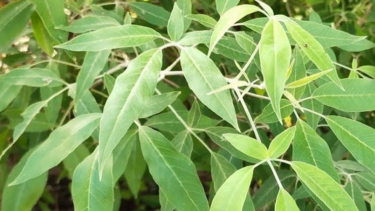 Nochi Leaf