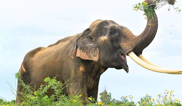 முதியவரை தாக்கிய ஒற்றை காட்டு யானை..! கால் முறிவு ஏற்பட்டு மருத்துவமனையில் அனுமதி..!!