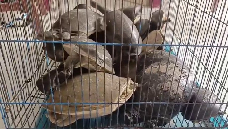 Turtles smugling