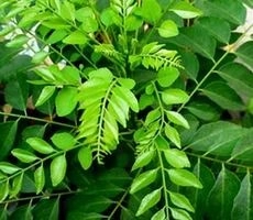हरी-हरी पत्तियां, सेहत की सखियां - Home remedies