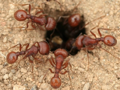 मुंग्यांच्या युद्धात मोर्चा सांभाळतात म्हातारे सैनिक