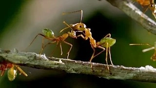 मुंग्यांही टॉयलेटला जातात