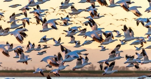 ભારતનું એક એવું ગામ જ્યાં એકસાથે સેંકડો પક્ષીઓ આત્મહત્યા કરે છે