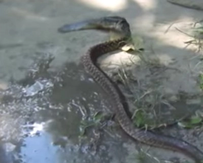 Fish - Snake Fight :: పాముకు చుక్కలు చూపిన చేప (Video)