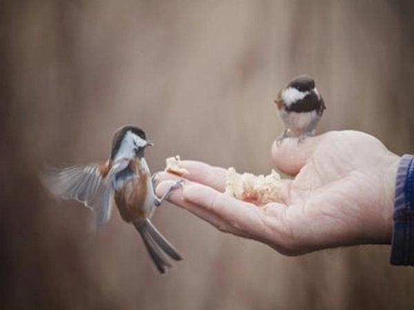 पक्षी, प्राण्यांमध्ये देखील असते आश्चर्यकारक शक्ती, दूर करतात वास्तू दोष