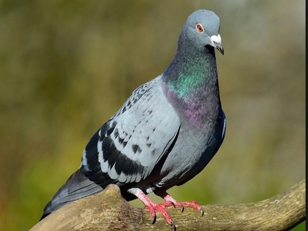 Signs Of Pigeon: શુ કબૂતર તમારા ઘર પર આવીને કરે છે ગુટર ગૂં? જાણી લો તેનો મતલબ, આપી રહ્યા છે ભવિષ્યના મોટા સંકેત