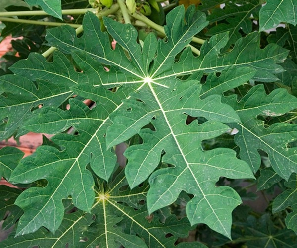 papaya leaves