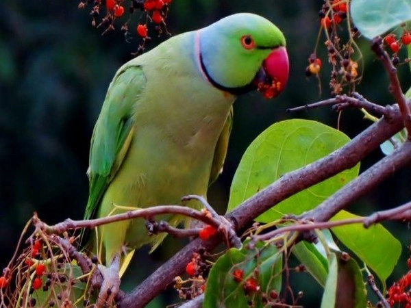  Know what is Parrot fever