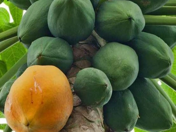 papaya fruit