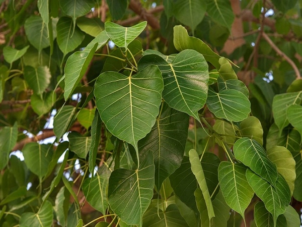 peepal leafs