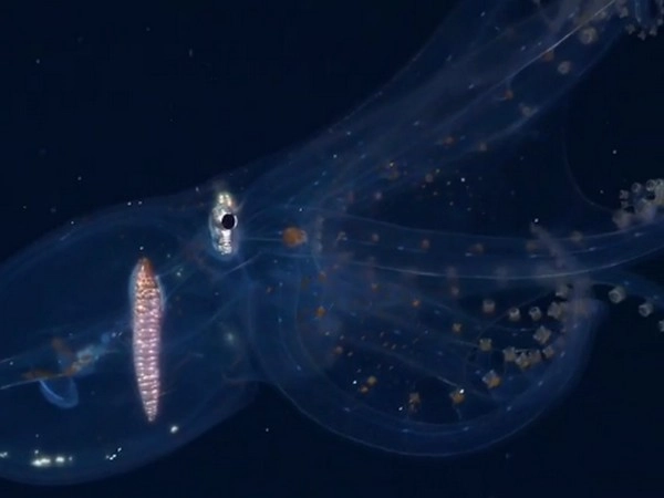 Glass octopus: అద్భుత దృశ్యం.. గాజు రూపంలో ఆక్టోపస్