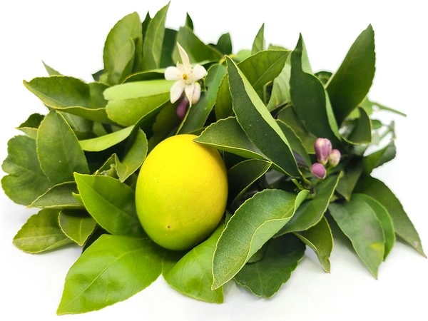 lemon leaves