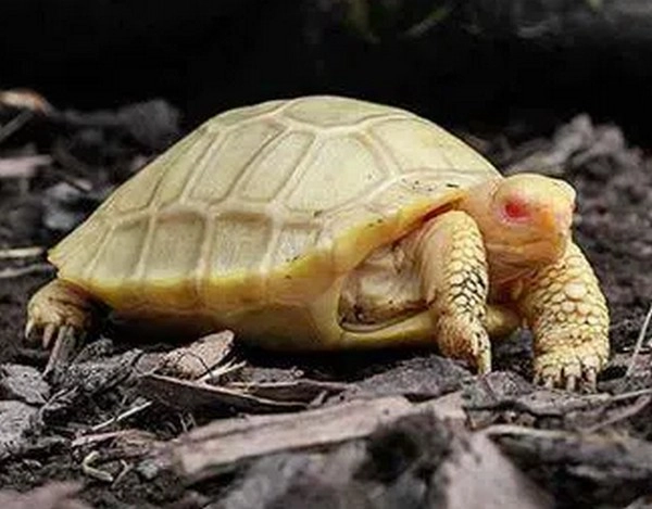 albino giant tortoise