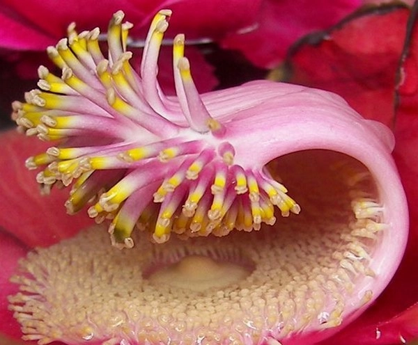 Nagalinga Flower
