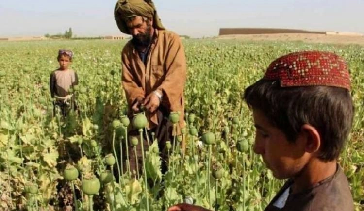 Kabul Farmer