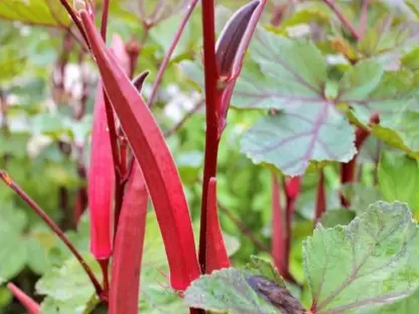 Red Lady Finger