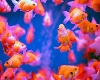 Vastu Tips - આ રંગની માછલી ઘરમાં મુકશો તો  જીવન સોનાની જેમ ચમકી જશે