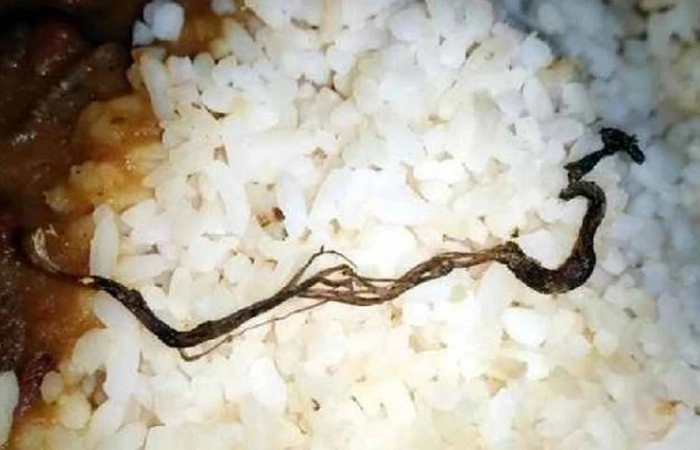 snake in mid-day meal