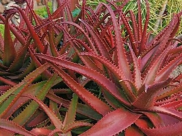 Red Aloe vera