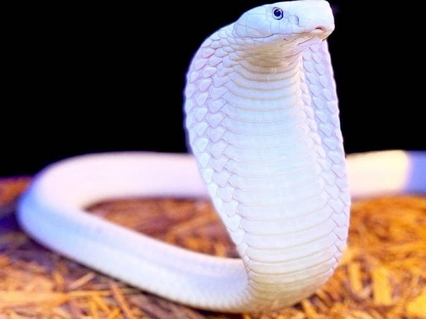 White cobra
