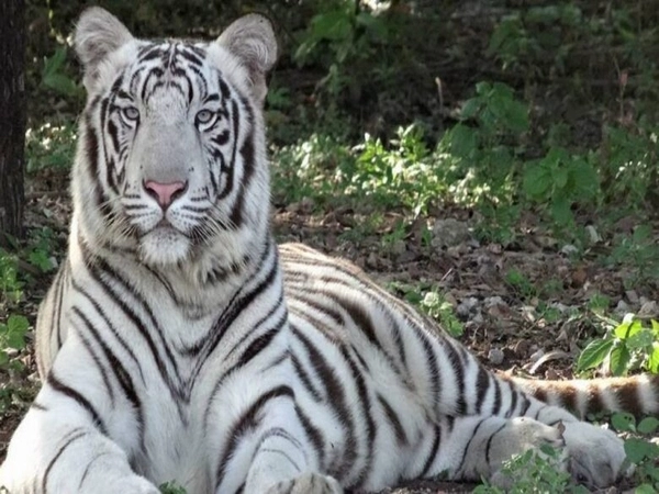 White tigress Sneha