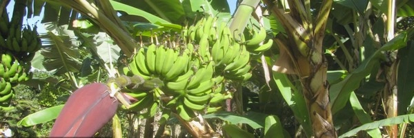 કેળાંના ઉત્પાદનમાં ભારતનું સમગ્ર વિશ્વમાં મોખરાનું સ્થાન, ગુજરાત સમગ્ર દેશમાં પ્રથમ ક્રમાંકે