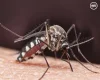 Frankfurt Airport workers die after malaria infection