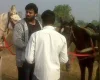 जब एसएस राजामौली ने प्रभास को दी थी घर पर घोड़ा पालने की सलाह, 'बाहुबली' से पढ़ें यह मजेदार किस्सा!