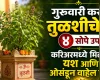 आर्थिक चणचण दूर होणार! गुरुवारी करा तुळशीचे ४ सोपे तोडगे
