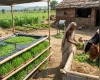 जनावरांसाठी चारा टंचाई टाळायची? कमी खर्चातील चारा नियोजन कसे करावे?