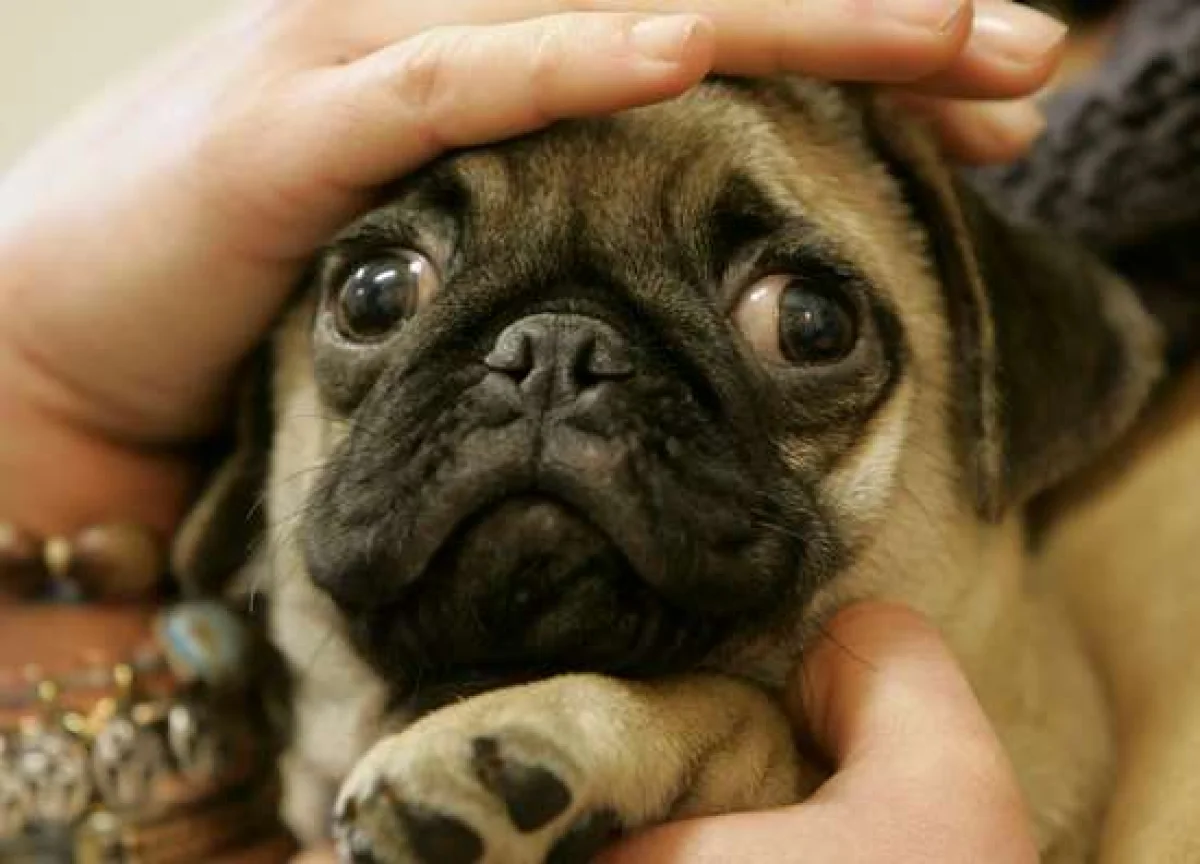 Pet health insurance