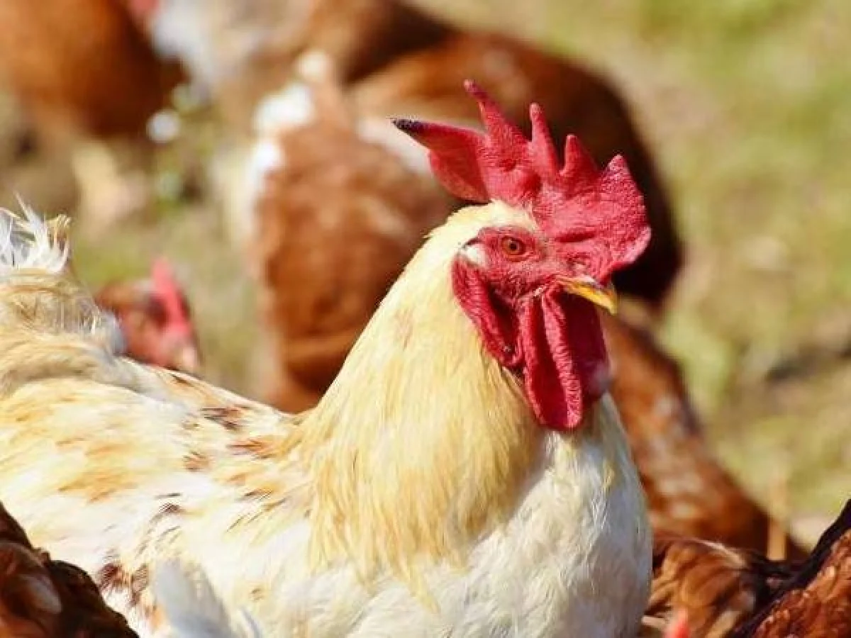 മലപ്പുറം