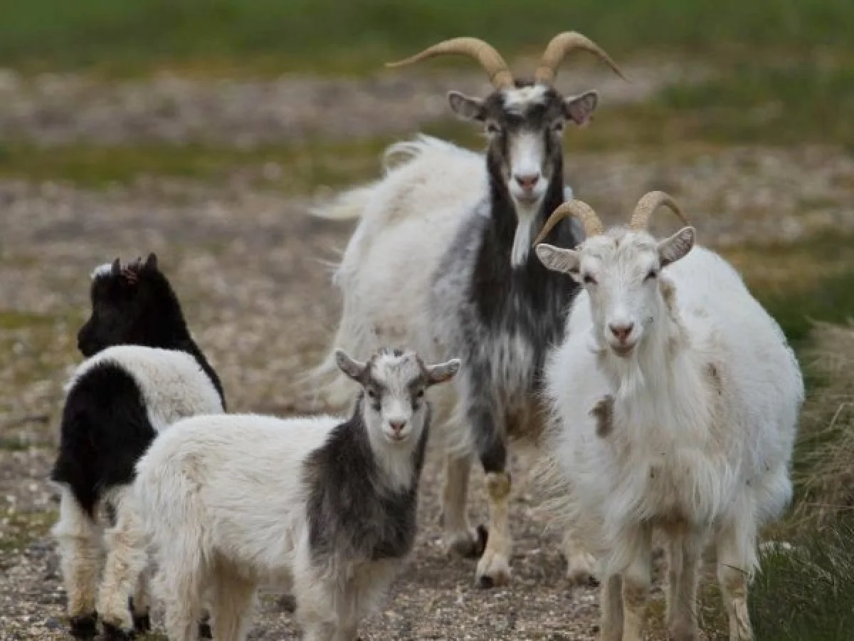 വാർത്തകൾ