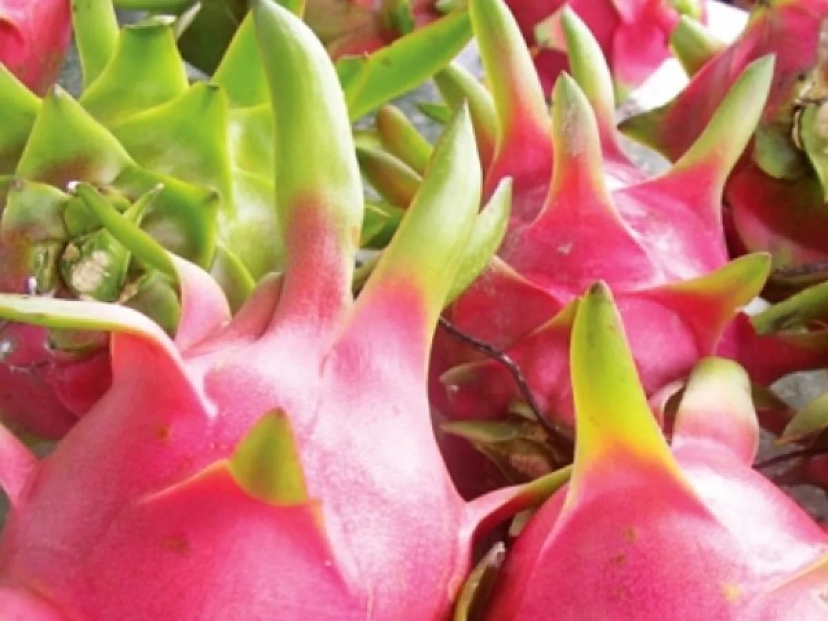 Dragon Fruit