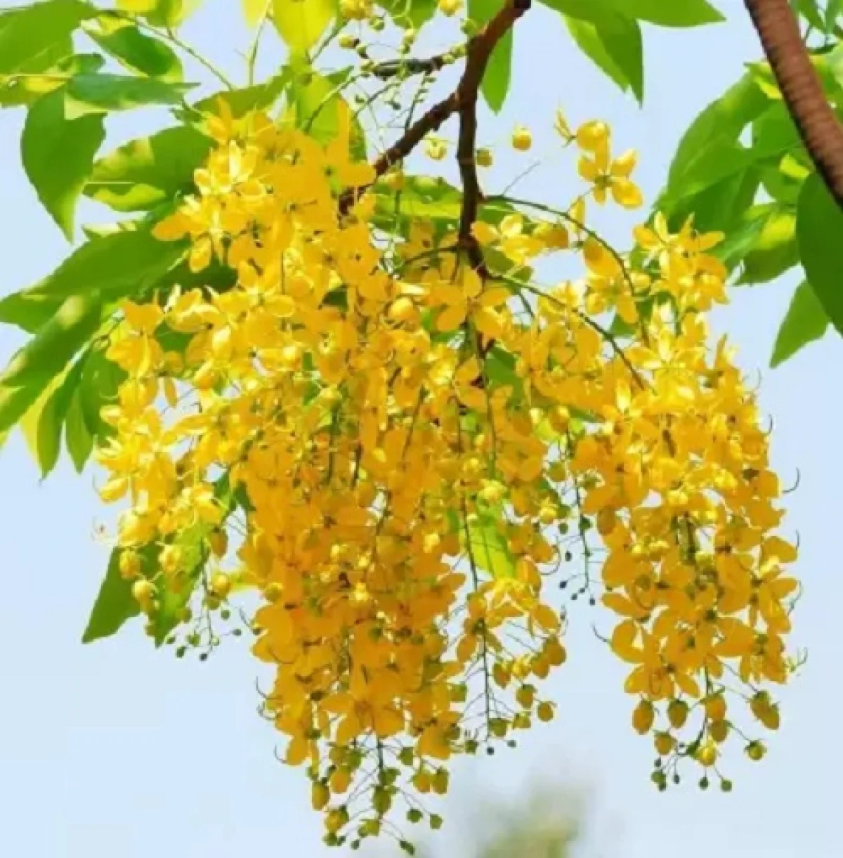 amaltas