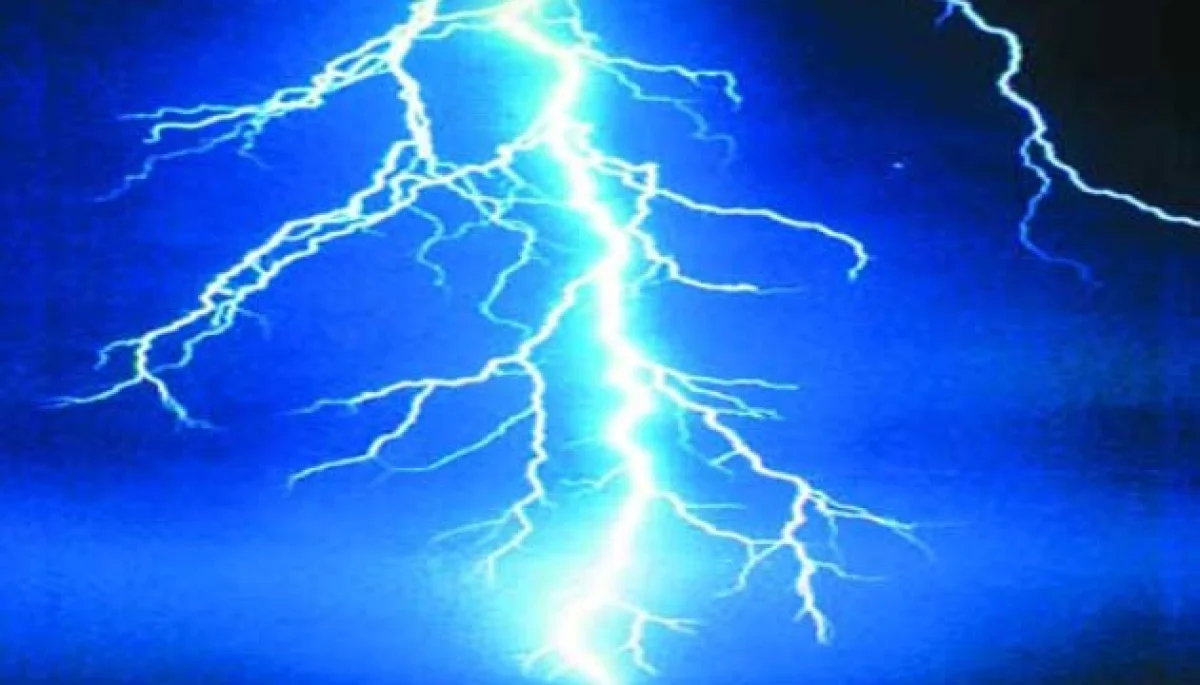 Electric shock kills 19 animals