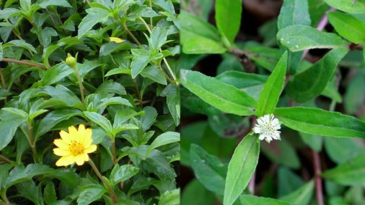 இரத்தம்