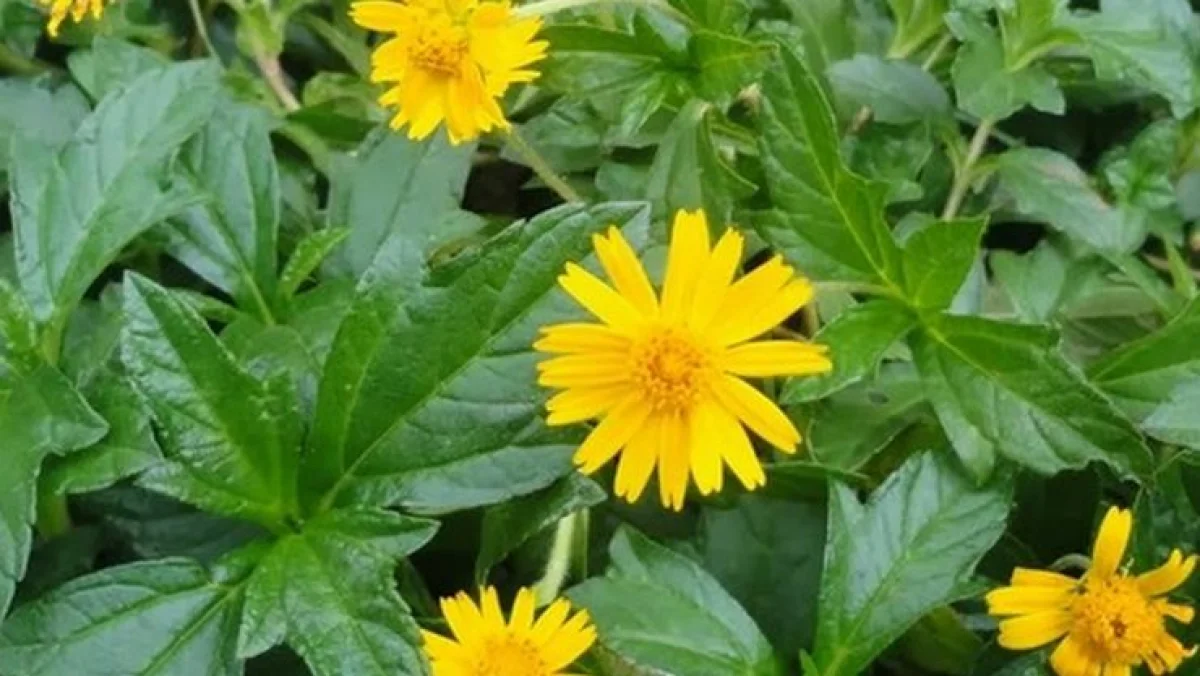 நோய்கள்